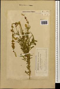 Reseda lutea L., Caucasus, Georgia (K4) (Georgia)
