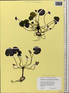 Cyclamen coum subsp. caucasicum (C. Koch) O. Schwarz, Caucasus, Black Sea Shore (from Novorossiysk to Adler) (K3) (Russia)