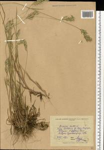 Bromus hordeaceus L., Eastern Europe, North Ukrainian region (E11) (Ukraine)