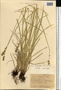 Carex polyphylla Kar. & Kir., Eastern Europe, West Ukrainian region (E13) (Ukraine)