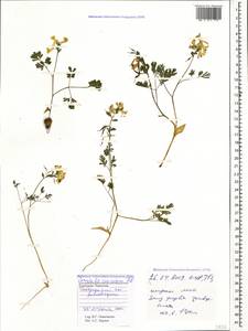 Corydalis caucasica DC., Caucasus, Stavropol Krai, Karachay-Cherkessia & Kabardino-Balkaria (K1b) (Russia)