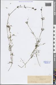 Galium, Middle Asia, Caspian Ustyurt & Northern Aralia (M8) (Kazakhstan)