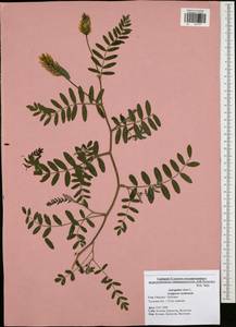 Astragalus cicer L., Eastern Europe, Central region (E4) (Russia)