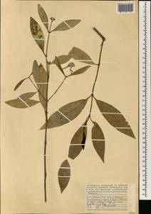 Avicennia, Africa (AFR) (Seychelles)