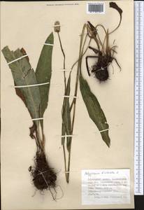 Bistorta elliptica (Willd. ex Spreng.) Kom., Middle Asia, Dzungarian Alatau & Tarbagatai (M5) (Kazakhstan)