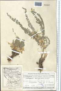 Astragalus lanuginosus Kar. & Kir., Middle Asia, Muyunkumy, Balkhash & Betpak-Dala (M9) (Kazakhstan)