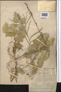 Populus euphratica Olivier, Middle Asia, Karakum (M6) (Turkmenistan)