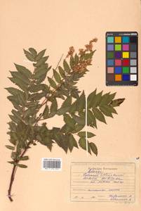 Sorbaria sorbifolia (L.) A. Braun, Siberia, Russian Far East (S6) (Russia)