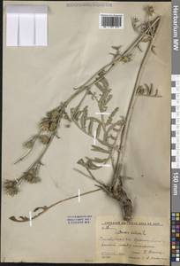 Centaurea scabiosa L., Eastern Europe, Lower Volga region (E9) (Russia)