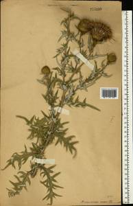 Lophiolepis serrulata (M. Bieb.) Del Guacchio, Bures, Iamonico & P. Caputo, Eastern Europe, Middle Volga region (E8) (Russia)