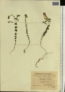 Linaria cretacea Fisch. ex Spreng., Eastern Europe, North Ukrainian region (E11) (Ukraine)