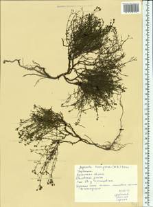 Galium humifusum M.Bieb., Eastern Europe, North Ukrainian region (E11) (Ukraine)