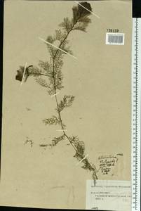 Utricularia vulgaris L., Eastern Europe, Central forest region (E5) (Russia)