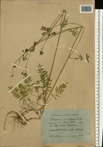 Polemonium villosum Rudolph ex Georgi, Eastern Europe, Northern region (E1) (Russia)