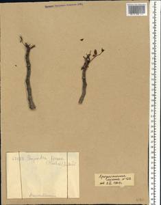 Sclerocarya birrea, Africa (AFR) (Mali)