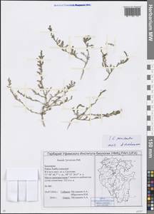 Suaeda prostrata Pall., Eastern Europe, Eastern region (E10) (Russia)