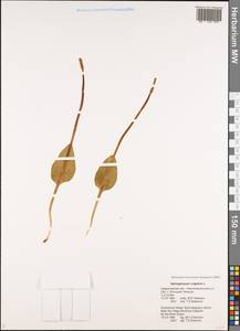 Ophioglossum vulgatum L., Eastern Europe, Eastern region (E10) (Russia)