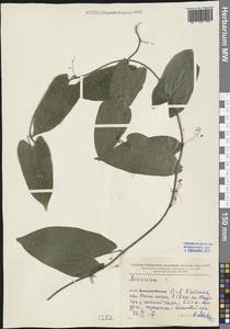 Dioscorea, South Asia, South Asia (Asia outside ex-Soviet states and Mongolia) (ASIA) (China)