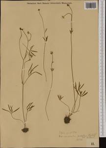 Ranunculus pedatus Waldst. & Kit., Western Europe (EUR) (Hungary)
