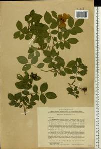 Rosa corymbifera Borkh., Eastern Europe, North Ukrainian region (E11) (Ukraine)