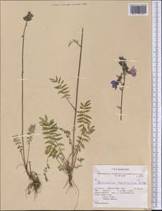 Polemonium villosum Rudolph ex Georgi, America (AMER) (United States)