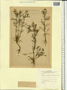 Matricaria chamomilla L., Eastern Europe, Central region (E4) (Russia)