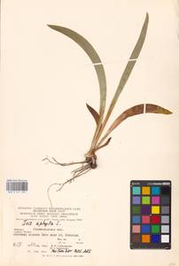 Iris aphylla L., Eastern Europe, West Ukrainian region (E13) (Ukraine)