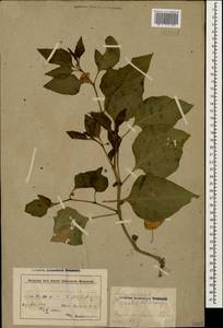 Alkekengi officinarum Moench, Caucasus, Azerbaijan (K6) (Azerbaijan)