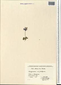 Viola altaica Ker Gawl., Siberia, Baikal & Transbaikal region (S4) (Russia)