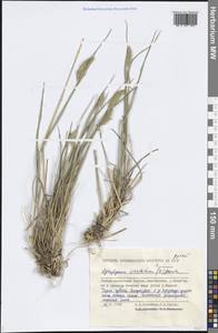 Agropyron cristatum (L.) Gaertn., Siberia, Yakutia (S5) (Russia)