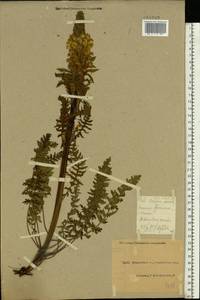 Pedicularis kaufmannii Pinzger, Eastern Europe, North Ukrainian region (E11) (Ukraine)