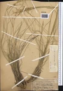 Stipa kirghisorum P.A.Smirn., Middle Asia, Western Tian Shan & Karatau (M3) (Kazakhstan)