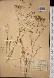 Bupleurum scorzonerifolium Willd., Siberia, Baikal & Transbaikal region (S4) (Russia)