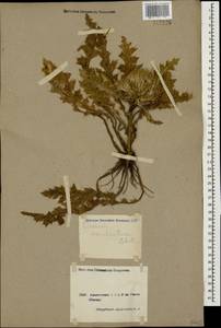 Cirsium rhizocephalum C. A. Mey., Caucasus, Armenia (K5) (Armenia)