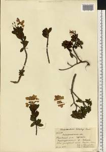 Rhododendron myrtifolium Schott & Kotschy, Eastern Europe, West Ukrainian region (E13) (Ukraine)