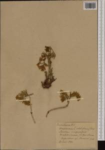 Sempervivum globiferum subsp. globiferum, Western Europe (EUR) (Poland)