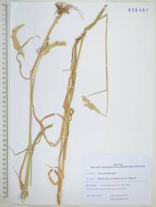 Phalaris arundinacea L., Siberia, Russian Far East (S6) (Russia)