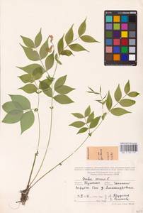 Lathyrus vernus (L.) Bernh., Eastern Europe, Central region (E4) (Russia)