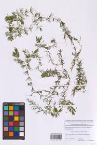 Ceratophyllum demersum L., Eastern Europe, Moscow region (E4a) (Russia)
