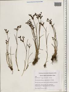 Juncus alpinoarticulatus Chaix, Eastern Europe, Central forest region (E5) (Russia)