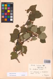 Betula pubescens var. pubescens, Eastern Europe, Eastern region (E10) (Russia)
