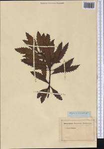 Morella serrata (Lam.) D.J.B. Killick, America (AMER) (Not classified)