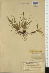 Carex livida (Wahlenb.) Willd., Western Europe (EUR) (Sweden)