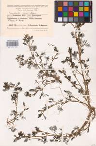 Ranunculus rionii Lagger, Eastern Europe, Lower Volga region (E9) (Russia)