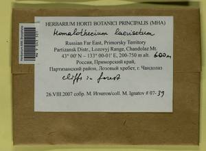 Oticodium laevisetum (Sande Lac.) Huttunen, Hedenäs & Ignatov, Bryophytes, Bryophytes - Russian Far East (excl. Chukotka & Kamchatka) (B20) (Russia)