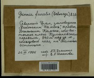 Grimmia funalis (Schwägr.) Bruch & Schimp., Bryophytes, Bryophytes - European North East (B7) (Russia)