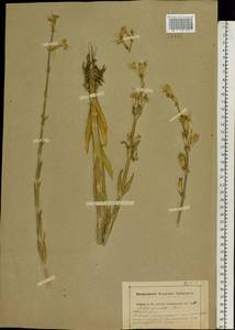 Silene viscosa (L.) Pers., Eastern Europe, Central region (E4) (Russia)