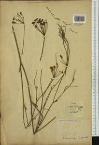 Apiaceae, Western Europe (EUR) (Not classified)