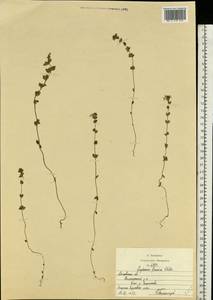 Euphrasia officinalis subsp. officinalis, Eastern Europe, Moscow region (E4a) (Russia)