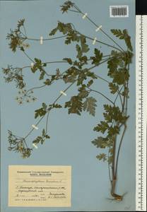 Chaerophyllum temulum L., Eastern Europe, Moldova (E13a) (Moldova)